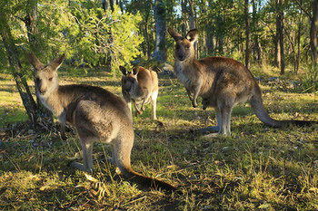 Eagleview Resort - Accommodation Port Macquarie 56