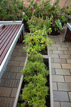 Eva's Backpackers - Accommodation Port Macquarie 39