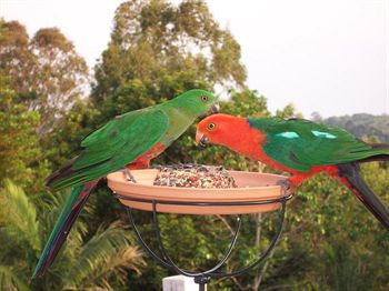 The Falls Montville - Accommodation Port Macquarie 4