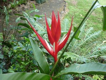 The Falls Montville - Accommodation Port Macquarie 10