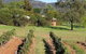 Forrest Hills Ridge - thumb 2