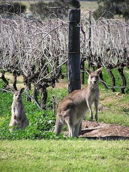 Forrest Hills Ridge - Accommodation Port Macquarie 6