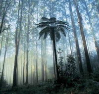 Tower Motel Marysville - Accommodation Port Macquarie