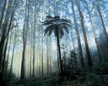 Tower Motel Marysville - Accommodation Port Macquarie 0