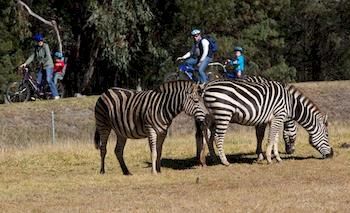 Zoofari Lodge, Taronga Western Plains Zoo - Accommodation Port Macquarie 8