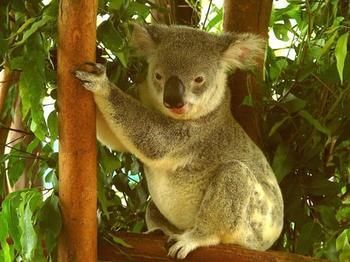 Noosa Backpackers Resort - Hostel - Accommodation Port Macquarie 7