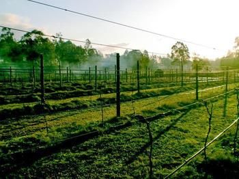 Hunter Country Lodge - Accommodation Port Macquarie 3