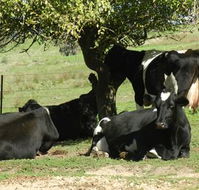 Willy's Holiday House - Accommodation Port Macquarie