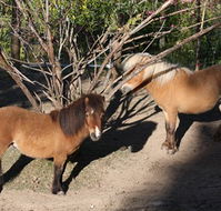 Cloud End Farmstay - Accommodation Port Macquarie