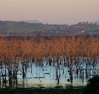 Salisbury - Accommodation Port Macquarie