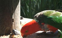 Jervis Bay Cabins And Hidden Creek Real Camping - Accommodation Port Macquarie 3