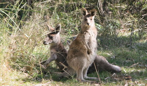 Lemon Tree Flat Campground - Accommodation Port Macquarie 1