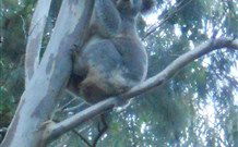 Barrington Tops Organic Retreat - Accommodation Port Macquarie 7