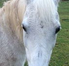 Eaglewood B and B and Farmstay - Accommodation Port Macquarie