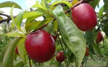 Ralda's Cottage - Accommodation Port Macquarie 2