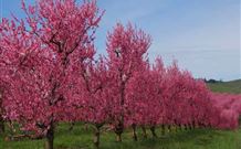 Ralda's Cottage - Accommodation Port Macquarie 1