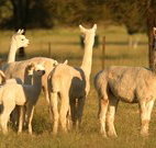 Waterfall Way Farmstay - Accommodation Port Macquarie