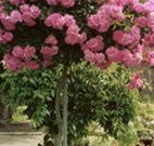 Eden Bed and Breakfast - Accommodation Port Macquarie