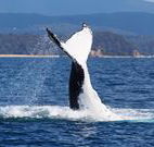 Snug Cove Bed and Breakfast - Accommodation Port Macquarie