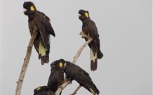 Pinegrove Cottage - Accommodation Port Macquarie 6