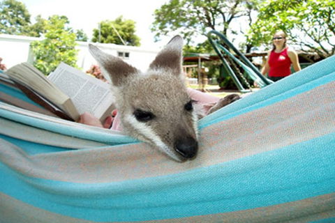 Myella Farmstay - Baralaba - Accommodation Port Macquarie 6