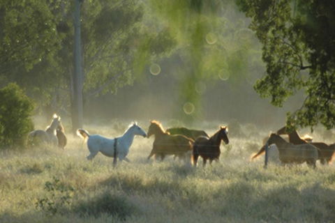 Myella Farmstay - Baralaba - Accommodation Port Macquarie 8