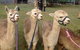 Bunyip Springs Farmstay - thumb 1