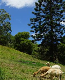 Wattle Gully Retreat - Accommodation Port Macquarie 0