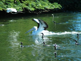 Alexander Lakeside Bed And Breakfast - Accommodation Port Macquarie 1