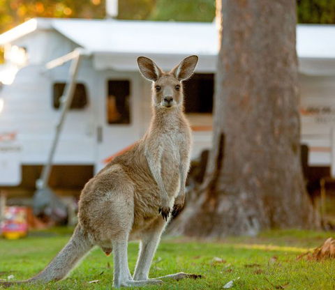 BIG4 Sunshine South West Rocks Holiday Park - Accommodation Port Macquarie 5