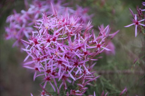 Rakhi Retreat - Accommodation Port Macquarie 6