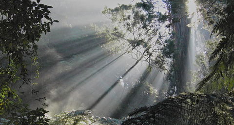Eastern Dandenong Ranges Visitor Information Centre - Accommodation Port Macquarie 5