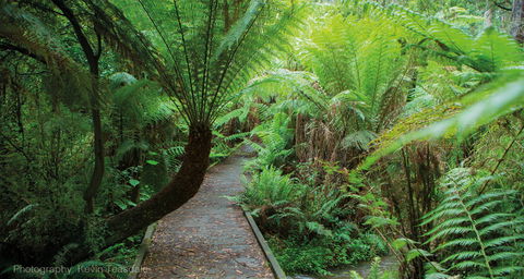 Eastern Dandenong Ranges Visitor Information Centre - Accommodation Port Macquarie 17
