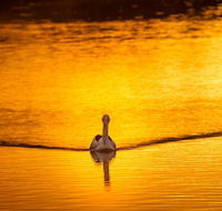 River Shack Rentals - Living the Dream - Accommodation Port Macquarie