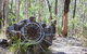 Kroombit Tops National Park Camping Ground - thumb 0