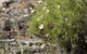 Kroombit Tops National Park Camping Ground - thumb 1