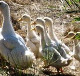 Duck Duck Goose Bed and Breakfast - Accommodation Port Macquarie