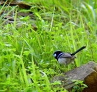 Morialta Bed And Breakfast - Accommodation Port Macquarie