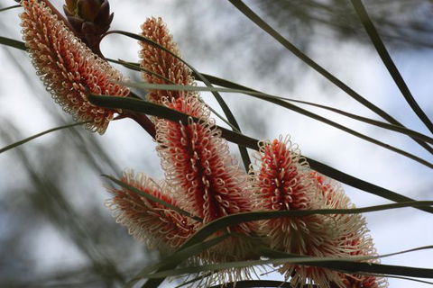 Kurringai Cottage - Accommodation Port Macquarie 8