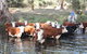 Stockyard Creek - thumb 3