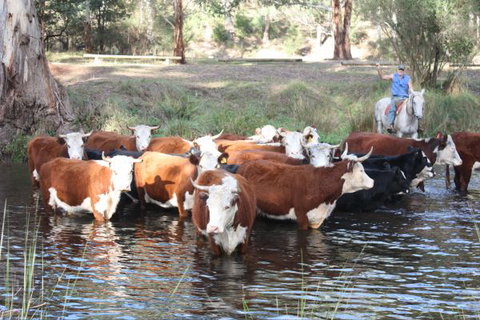 Stockyard Creek - Accommodation Port Macquarie 3