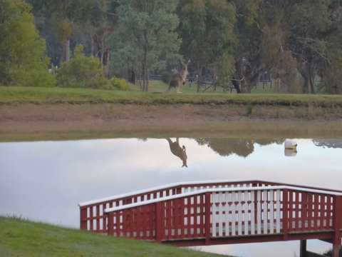 The Black Sparrow - Accommodation Port Macquarie 3