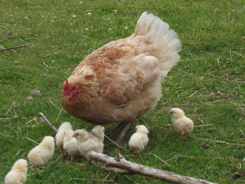 Eden Orchard And Farmstay - Accommodation Port Macquarie 5