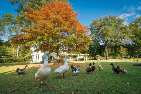 Kalinya Estate - Accommodation Port Macquarie 8