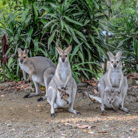 Maleny Country Cottages - Accommodation Port Macquarie 9