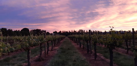 Milawa Vineyard Views - Accommodation Port Macquarie 0
