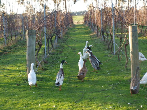 Pierrepoint Wines Bed & Breakfast - Accommodation Port Macquarie 2