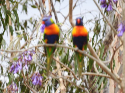 Twilight Grove Farm Bed And Breakfast - Accommodation Port Macquarie 0