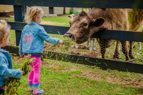 Tobruk Sydney Farm Stay - Accommodation Port Macquarie 2