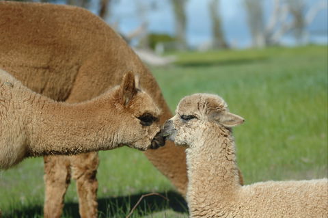 MillDuck StrawBale B&B - Accommodation Port Macquarie 2